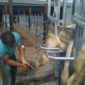 NPK Charolais Farm - Etetővályú, karámbejárat, körmöző kaloda