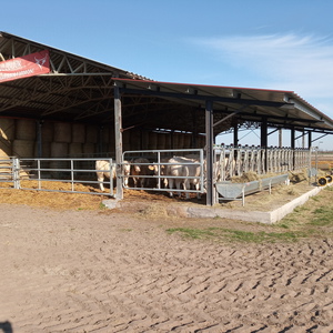 NPK Charolais Farm - Etetővályú, karámbejárat, körmöző kaloda