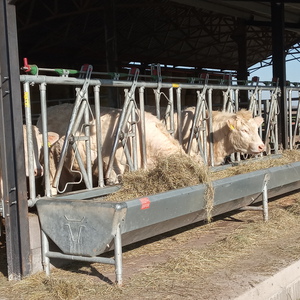 NPK Charolais Farm - Etetővályú, karámbejárat, körmöző kaloda